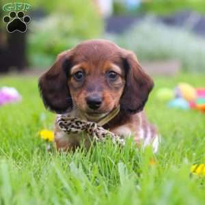 Tony, Dachshund Puppy